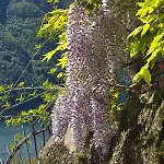 Le Allegre Comari Di Nesso, Casa E Benessere *